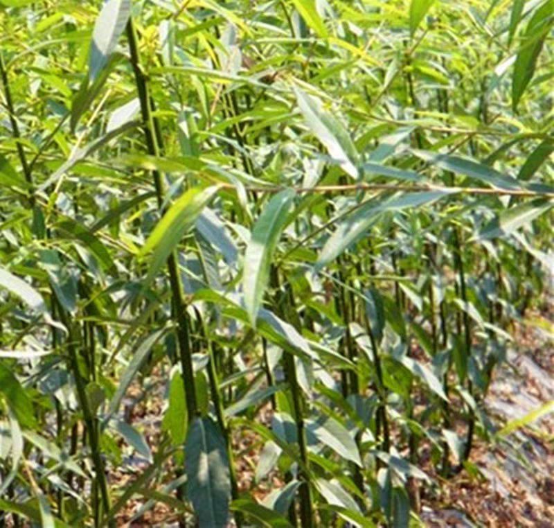 柳树苗，基地直销，大小规格齐全，绿化苗木。