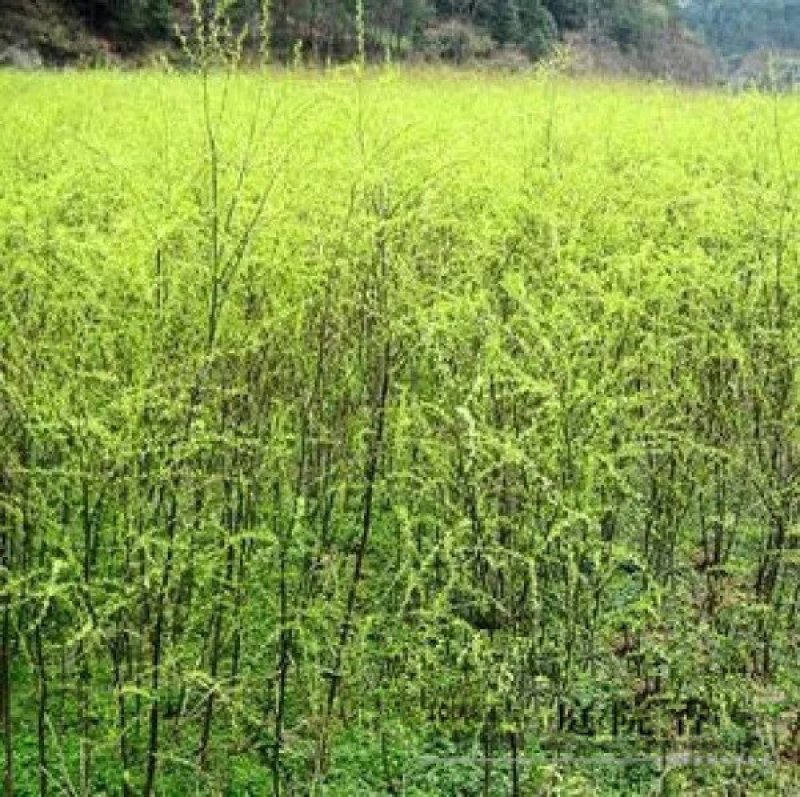 柳树苗，基地直销，大小规格齐全，绿化苗木。