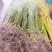 柳树苗,基地直销,大小规格齐全,绿化苗木。