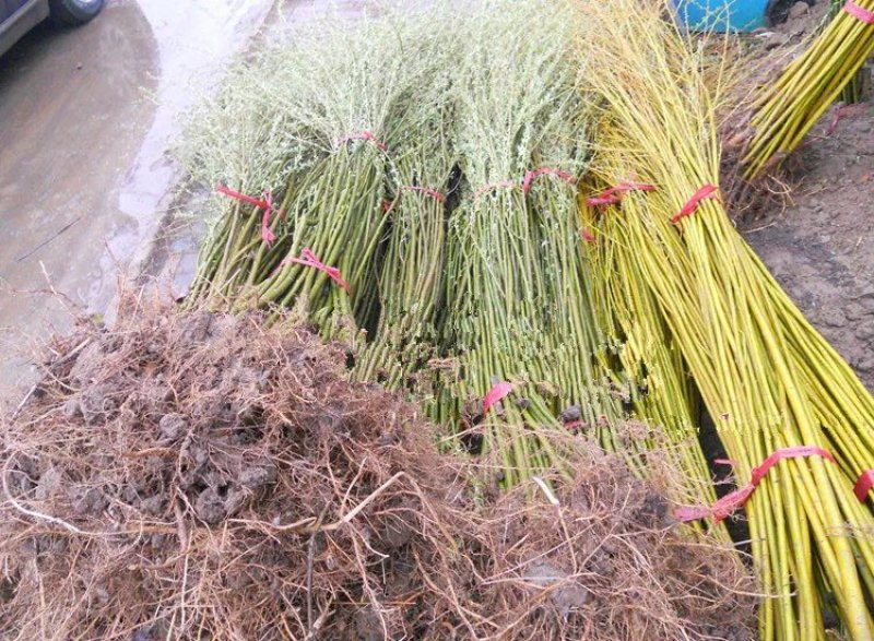柳树苗，基地直销，大小规格齐全，绿化苗木。