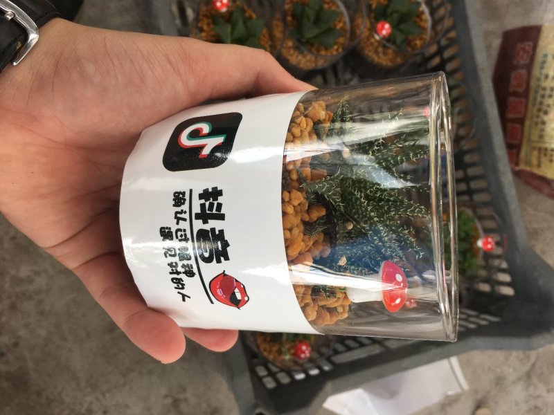 多肉仙人球绿植组合批发大量网红植物玻璃杯电商合作