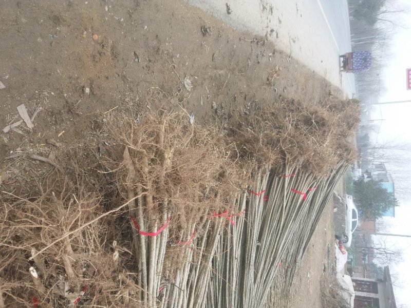 107速生杨树苗，无絮速生杨树苗，高度2-5米规格齐全