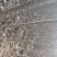 107速生杨树苗,无絮速生杨树苗,高度2-5米规格齐全