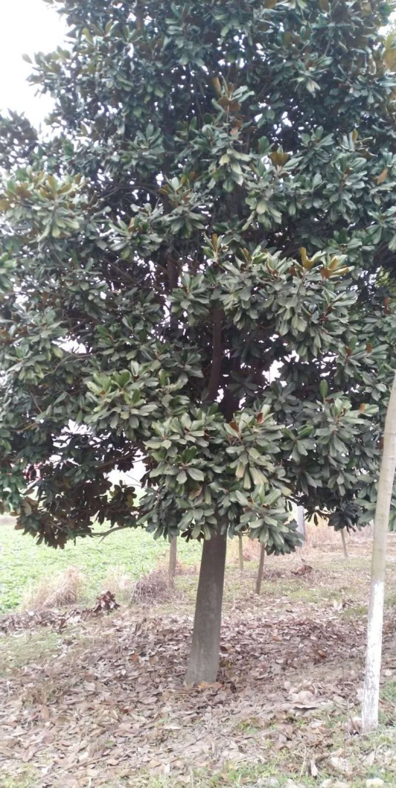 胸径15公分广玉兰，大量货源出售