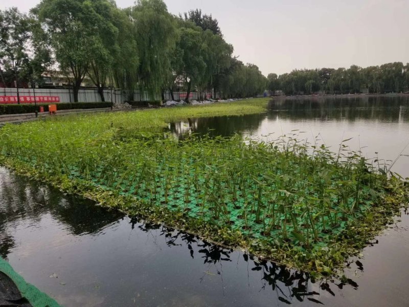 再力花水生植物基地发货一首货源可提供技术指导