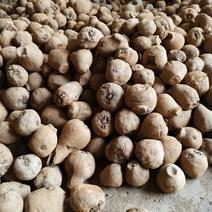 魔芋种子一代种二代种批发长期有货，免费提供种植技术指导