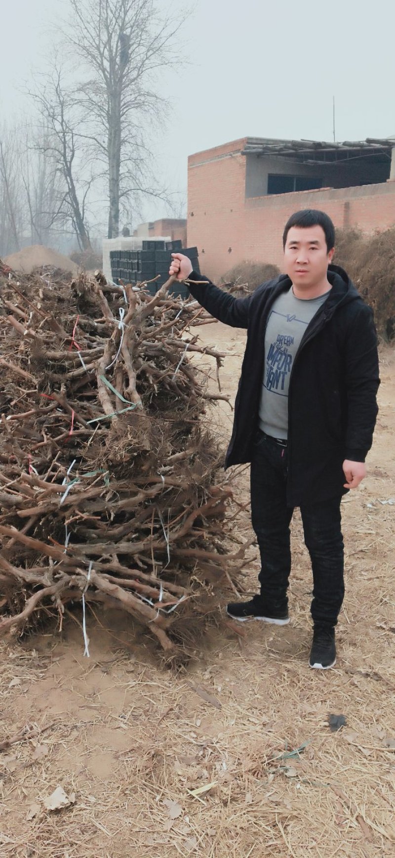 葡萄树占地葡萄树量大优惠