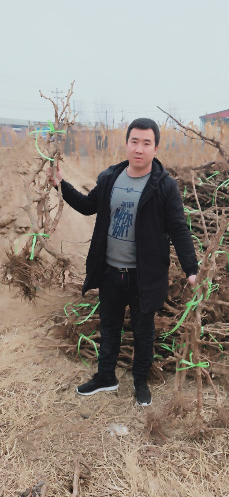 葡萄树占地葡萄树量大优惠