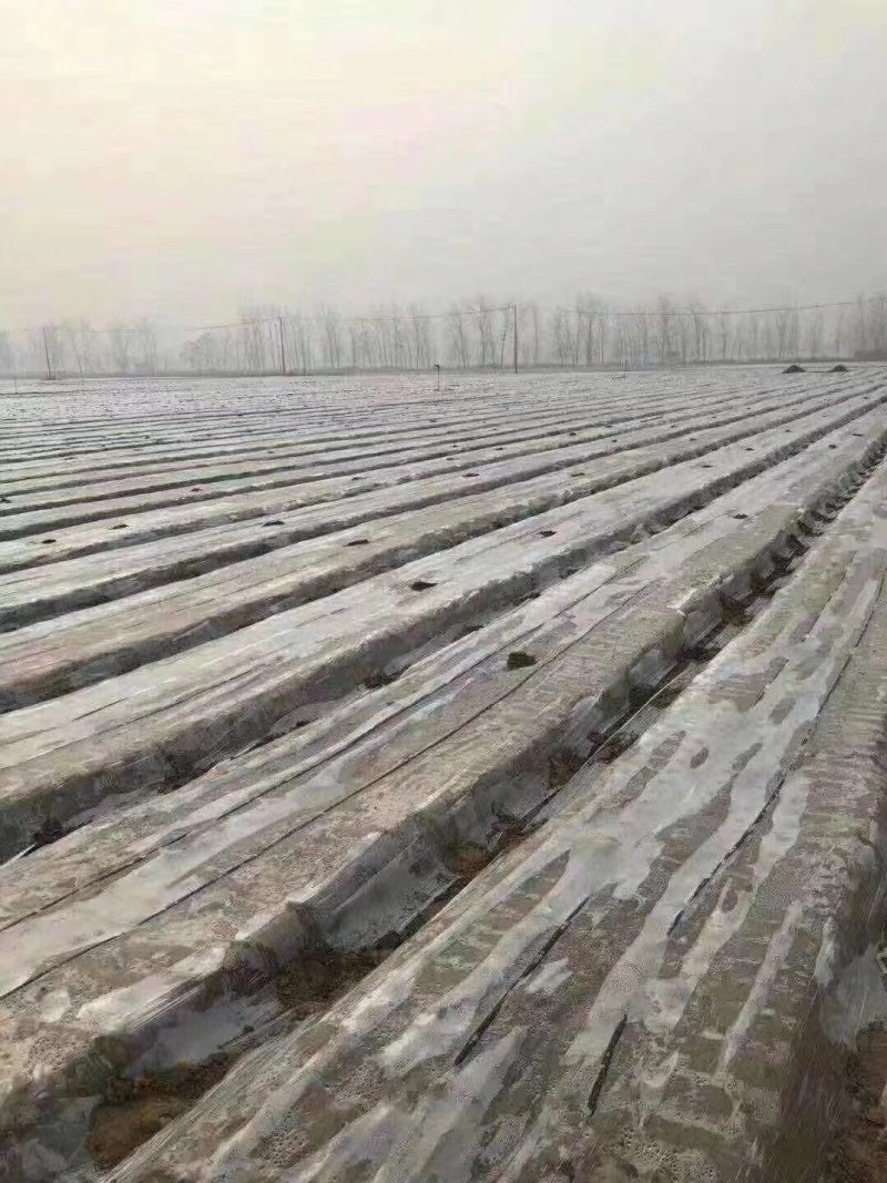 黑地膜、农膜、白色透明地膜
