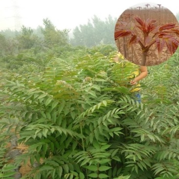 香椿苗，嫩香椿，可凉拌，可配菜基地直销。