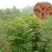 香椿苗，嫩香椿，可凉拌，可配菜基地直销。