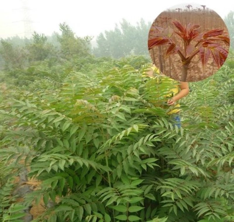 香椿苗，嫩香椿，可凉拌，可配菜基地直销。