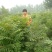 香椿苗，嫩香椿，可凉拌，可配菜基地直销。