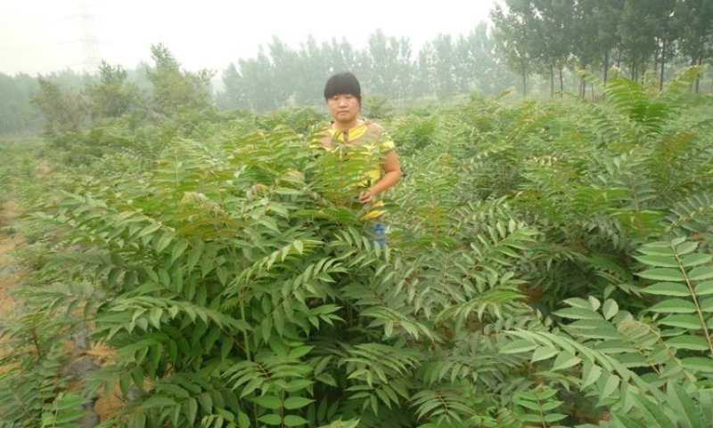 香椿苗，嫩香椿，可凉拌，可配菜基地直销。