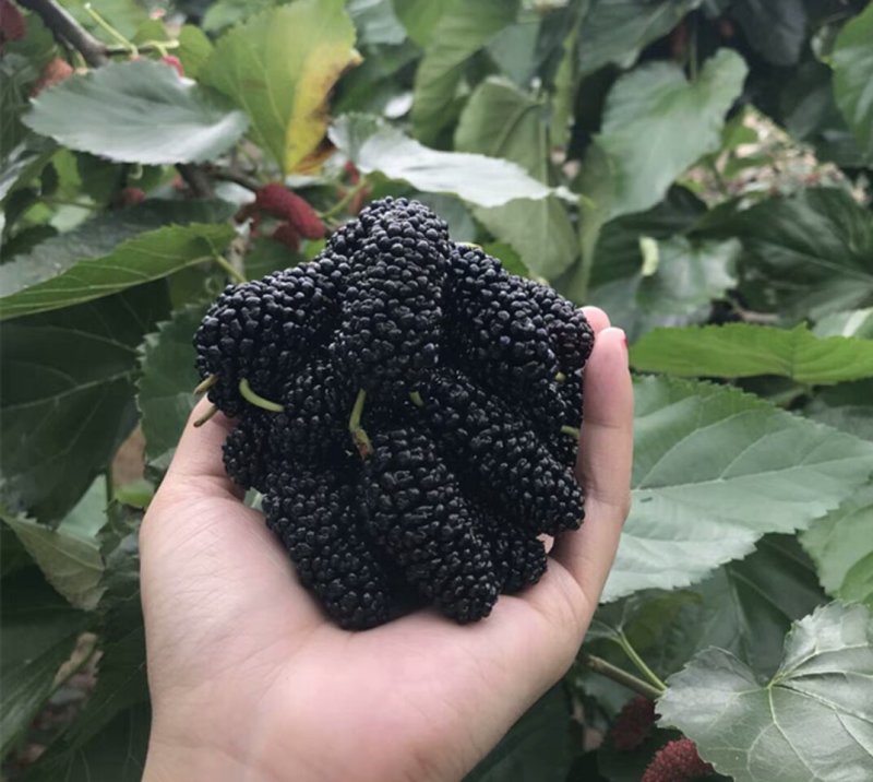 桑树苗黑珍珠果桑苗南北方都可种植口感甜
