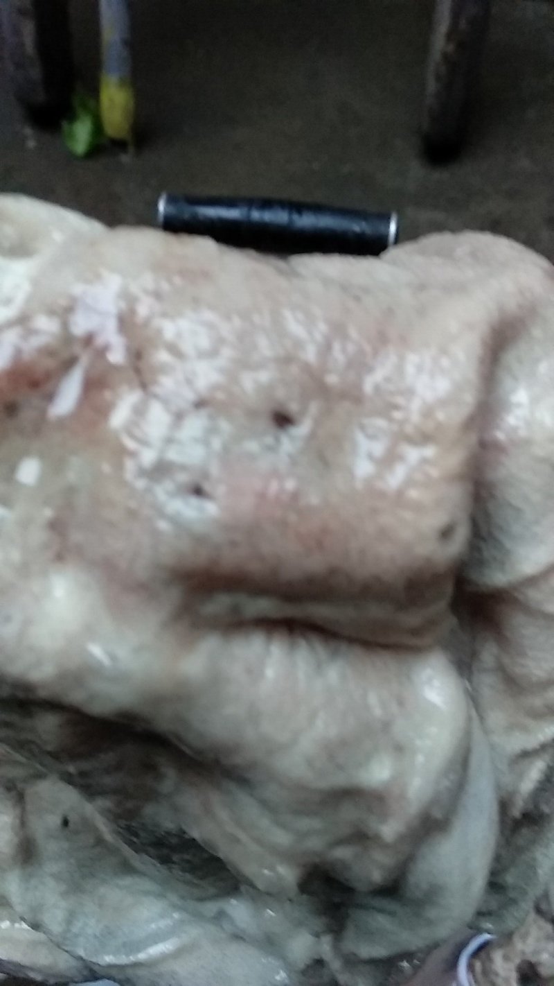 猪肚虫货正品跑山土猪肚母猪肚母猪胃虫肚