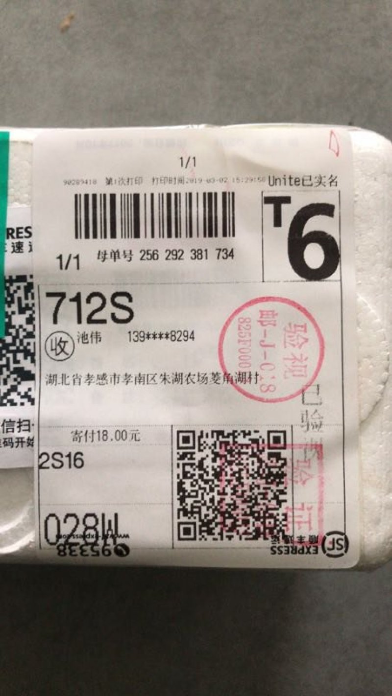 纯外塘过冬中华甲鱼苗