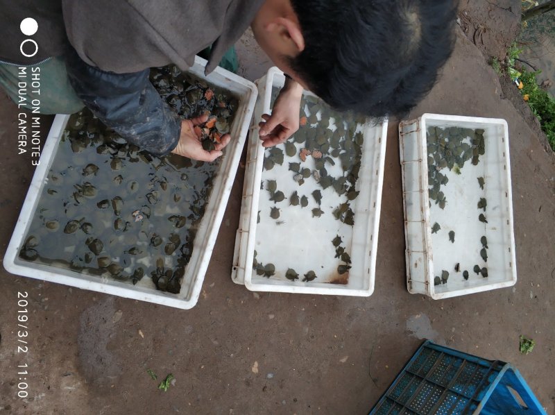 纯外塘过冬中华甲鱼苗