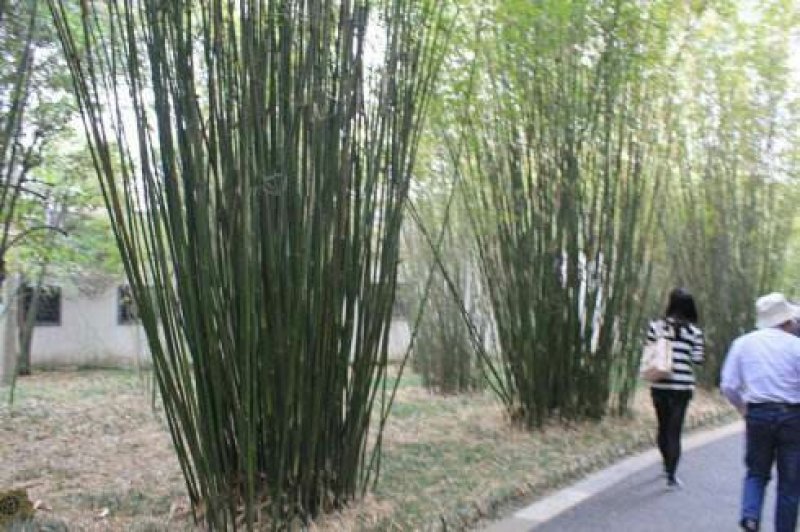 丛竹