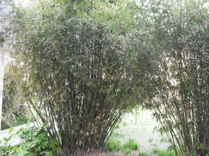 丛竹