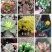 多肉植物福建漳州基地多肉组合批发