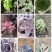 多肉植物福建漳州基地多肉组合批发