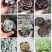 多肉植物福建漳州基地多肉组合批发