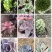 多肉植物福建漳州基地多肉组合批发
