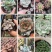 多肉植物福建漳州基地多肉组合批发