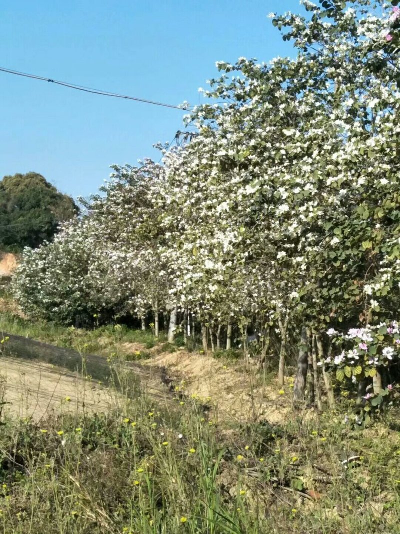 宫粉紫荆