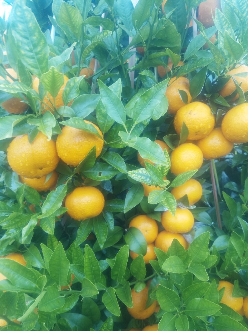 沃柑