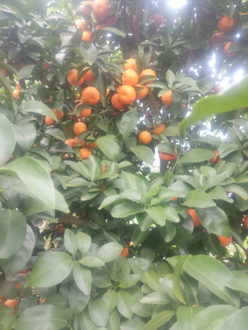 沃柑