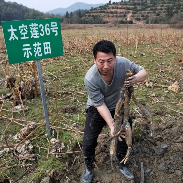 广昌太空莲基地出售纯种太空莲种苗，一手货原，品种纯正