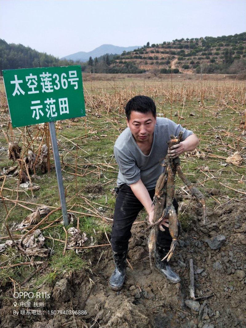 广昌太空莲基地出售纯种太空莲种苗，一手货原，品种纯正