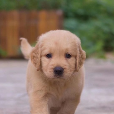 金毛犬