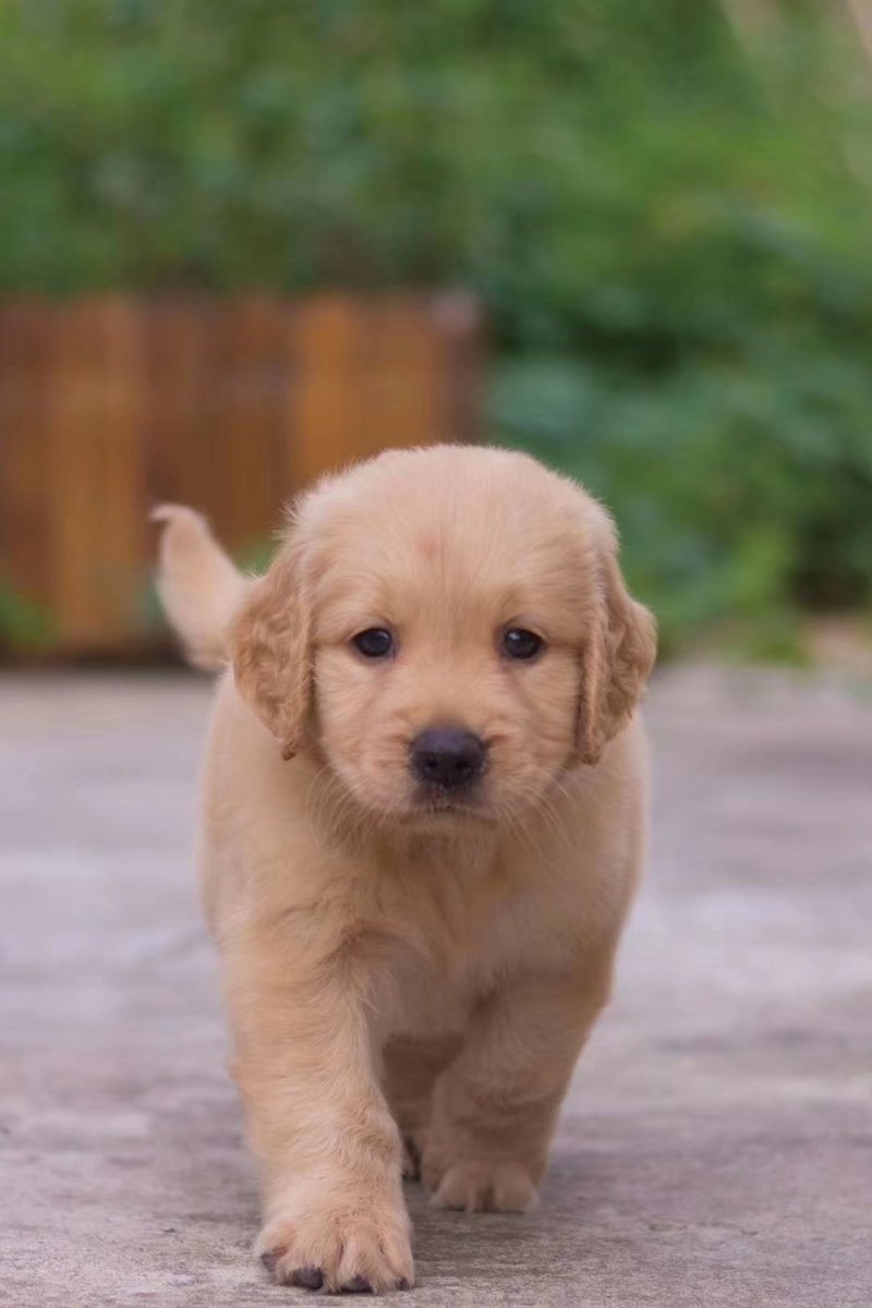 金毛犬