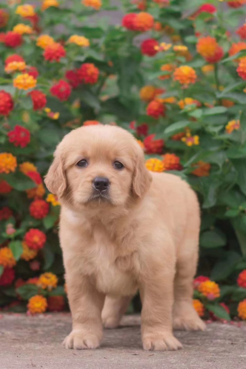 金毛犬