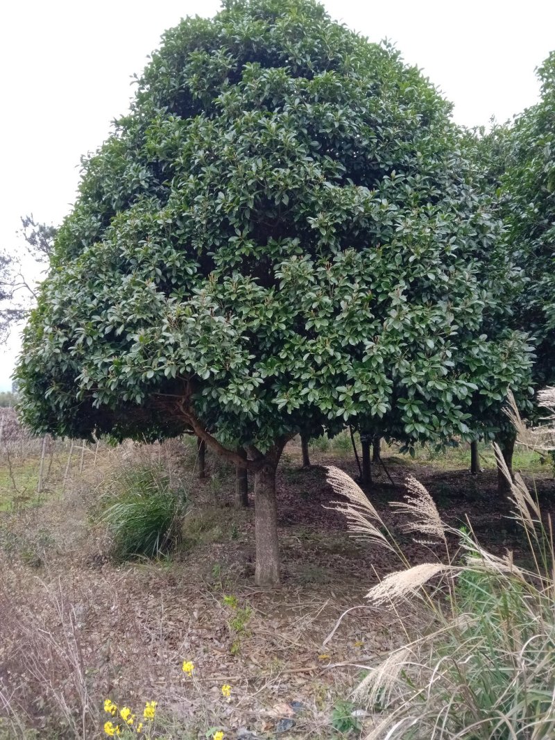 桂花，金桂，八月桂，精品桂花