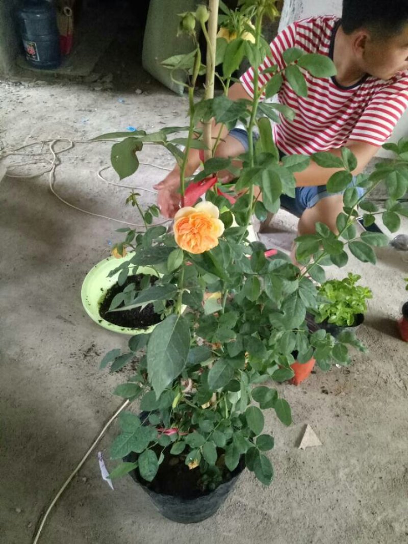 月季花苗玫瑰花苗玛格丽特王妃扦插小苗藤本庭院花园盆栽
