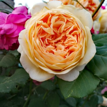 月季花苗玫瑰花苗玛格丽特王妃扦插小苗藤本庭院花园盆栽