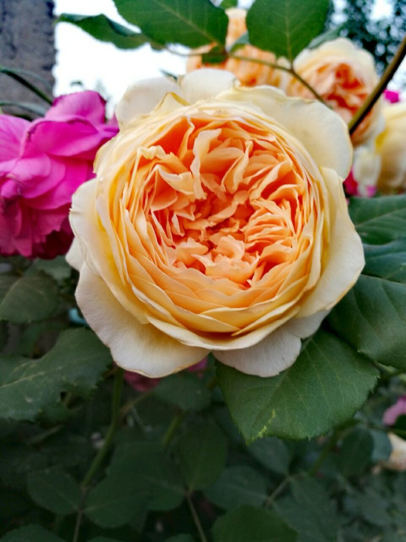 月季花苗玫瑰花苗玛格丽特王妃扦插小苗藤本庭院花园盆栽