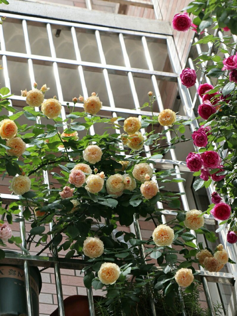 月季花苗玫瑰花苗玛格丽特王妃扦插小苗藤本庭院花园盆栽