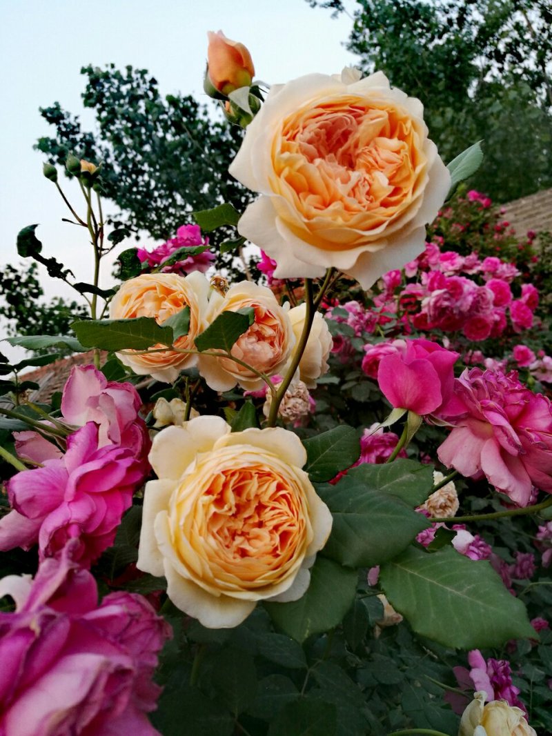 月季花苗玫瑰花苗玛格丽特王妃扦插小苗藤本庭院花园盆栽