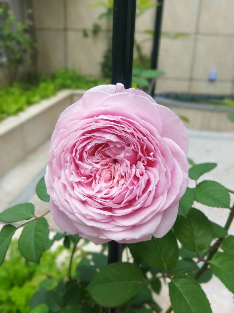 庭院四季开花藤本玫瑰花苗自由精神爬藤花卉植物浓香月季