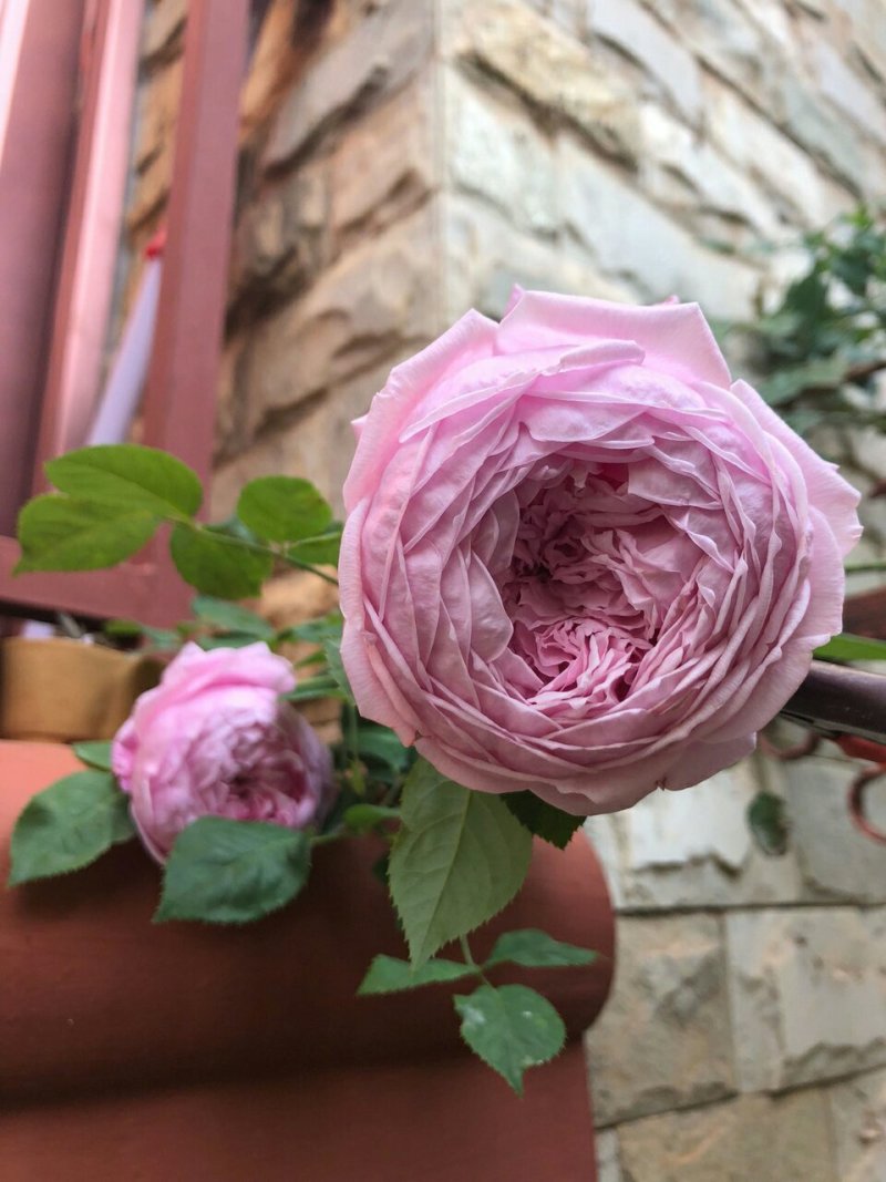 庭院四季开花藤本玫瑰花苗自由精神爬藤花卉植物浓香月季