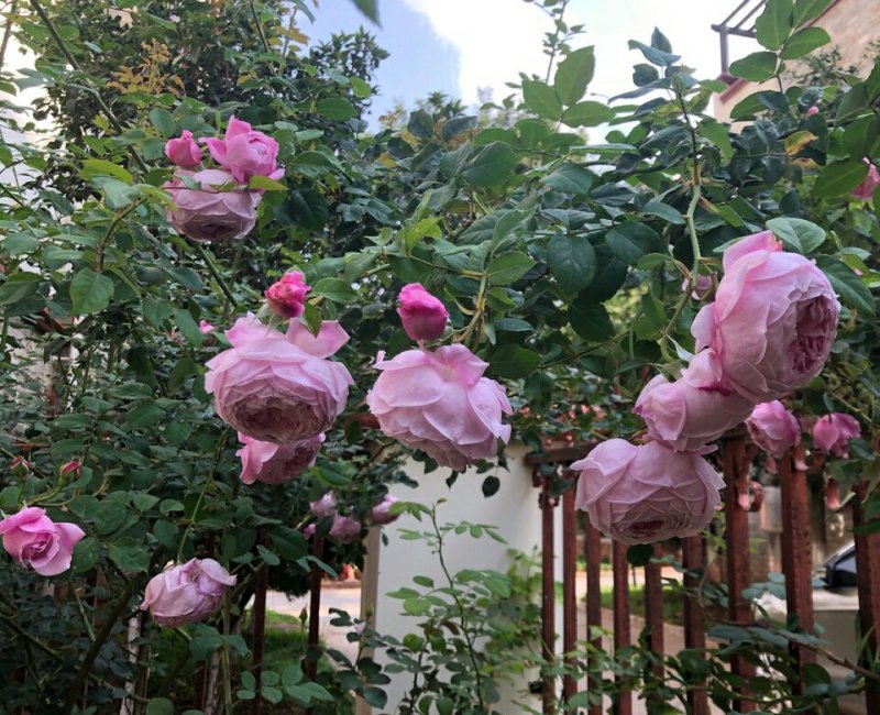 庭院四季开花藤本玫瑰花苗自由精神爬藤花卉植物浓香月季