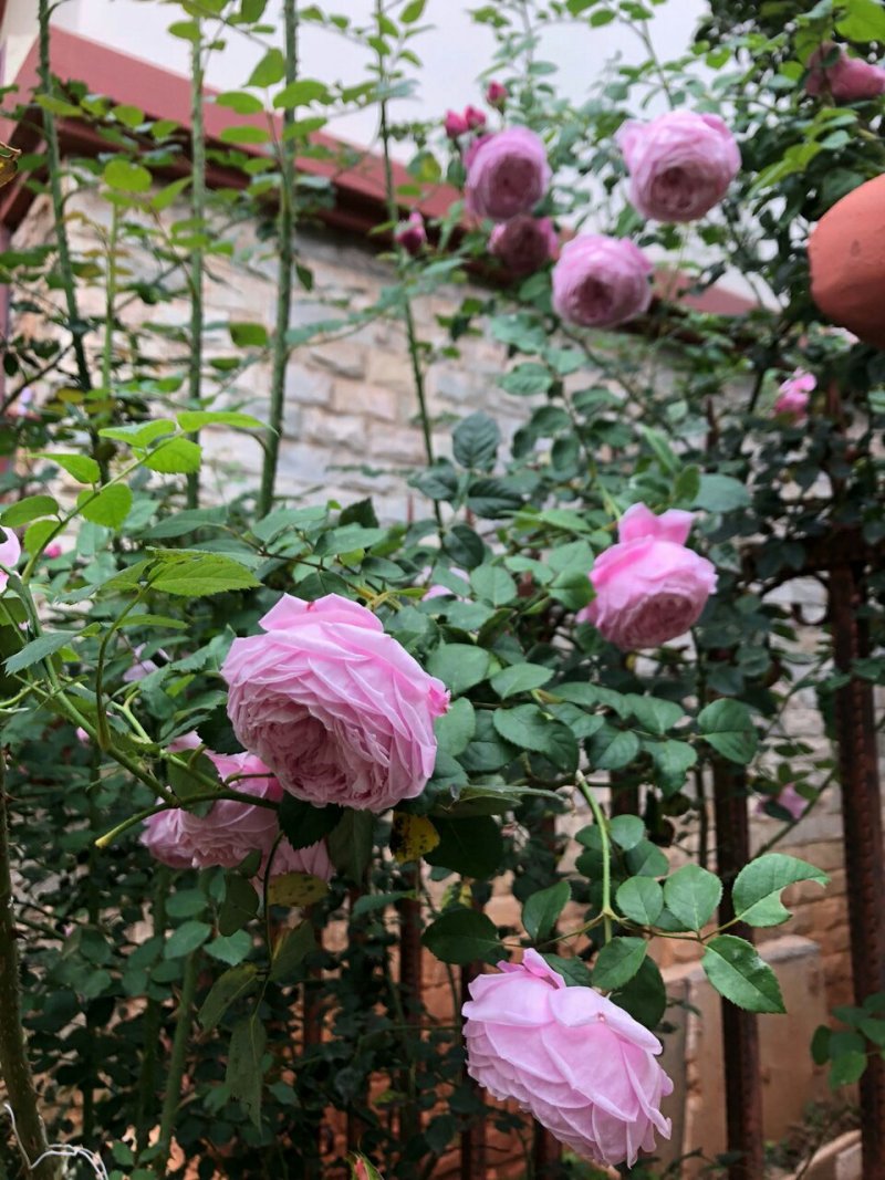 庭院四季开花藤本玫瑰花苗自由精神爬藤花卉植物浓香月季