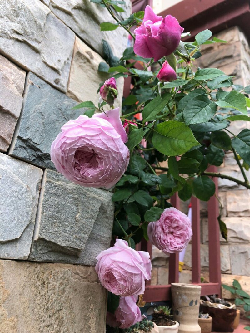 庭院四季开花藤本玫瑰花苗自由精神爬藤花卉植物浓香月季