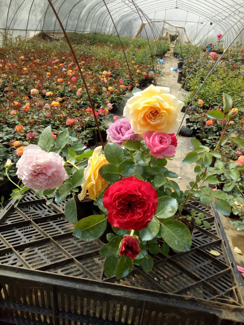 庭院四季开花藤本玫瑰花苗自由精神爬藤花卉植物浓香月季