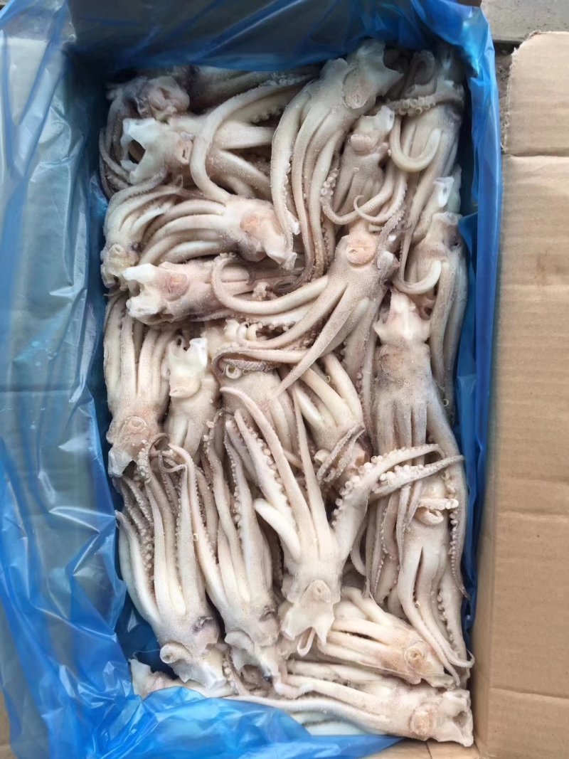 章鱼须，鱿鱼头